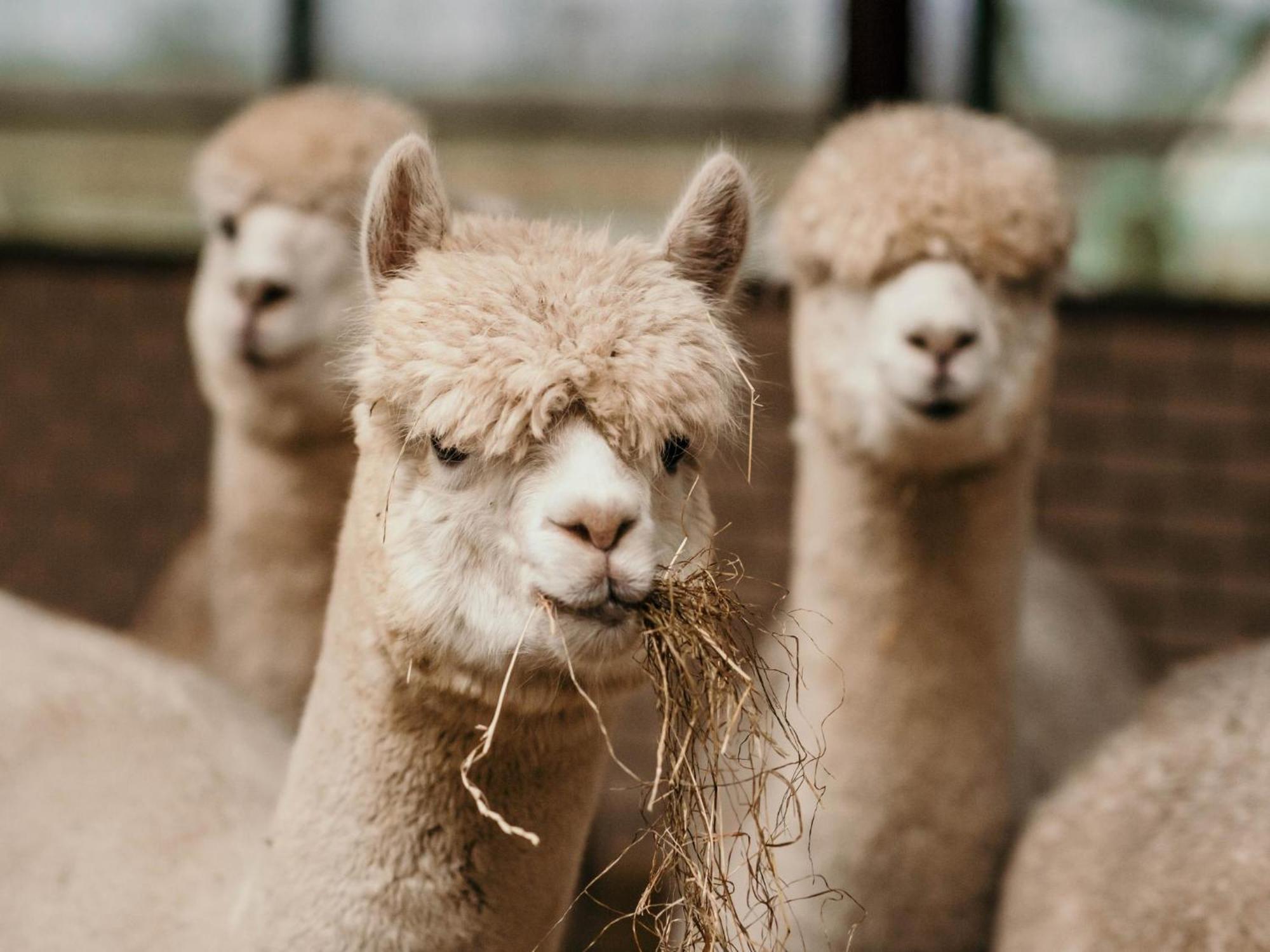 Alpacafarm Vorstenbosch Εξωτερικό φωτογραφία