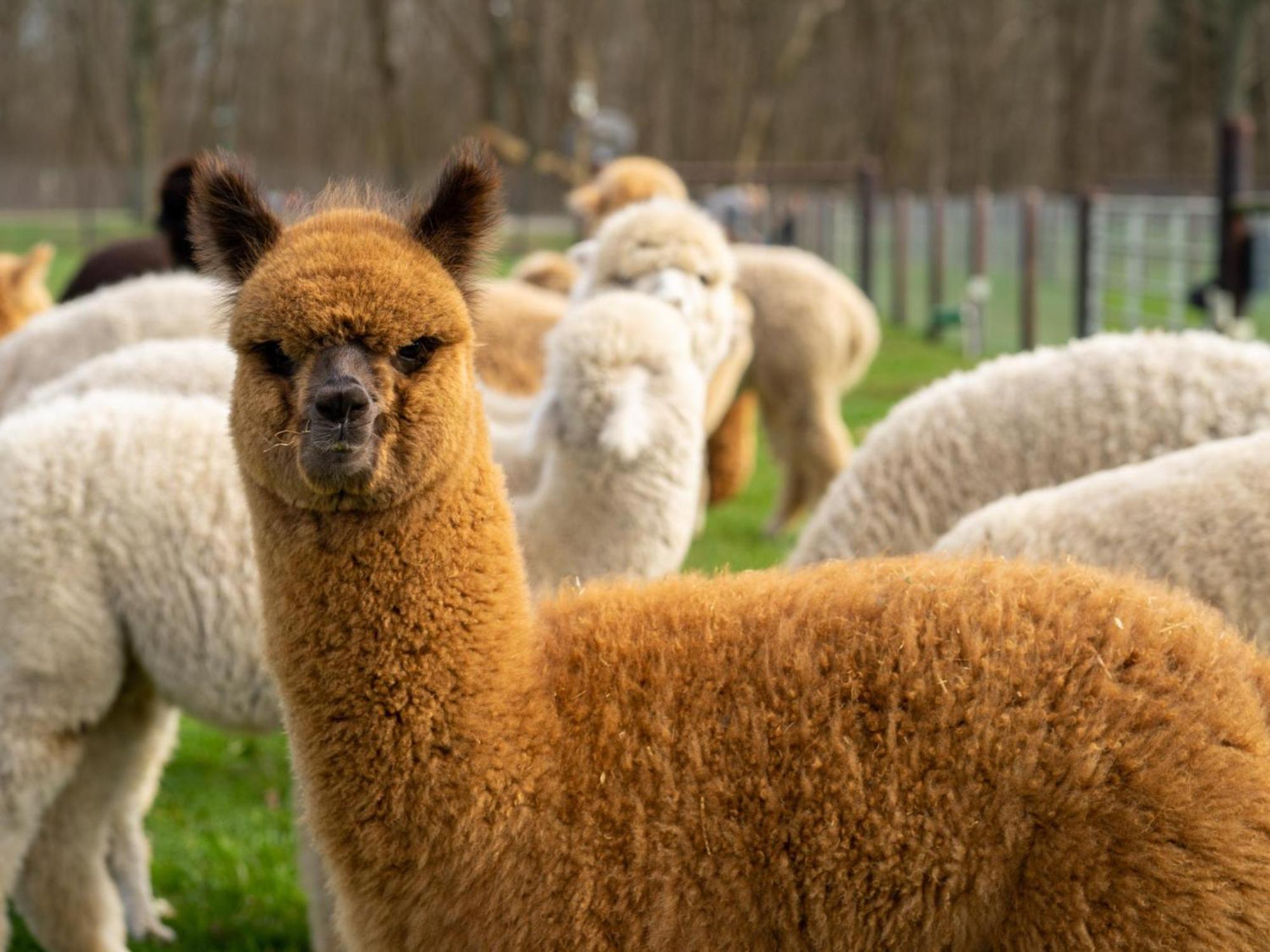 Alpacafarm Vorstenbosch Εξωτερικό φωτογραφία