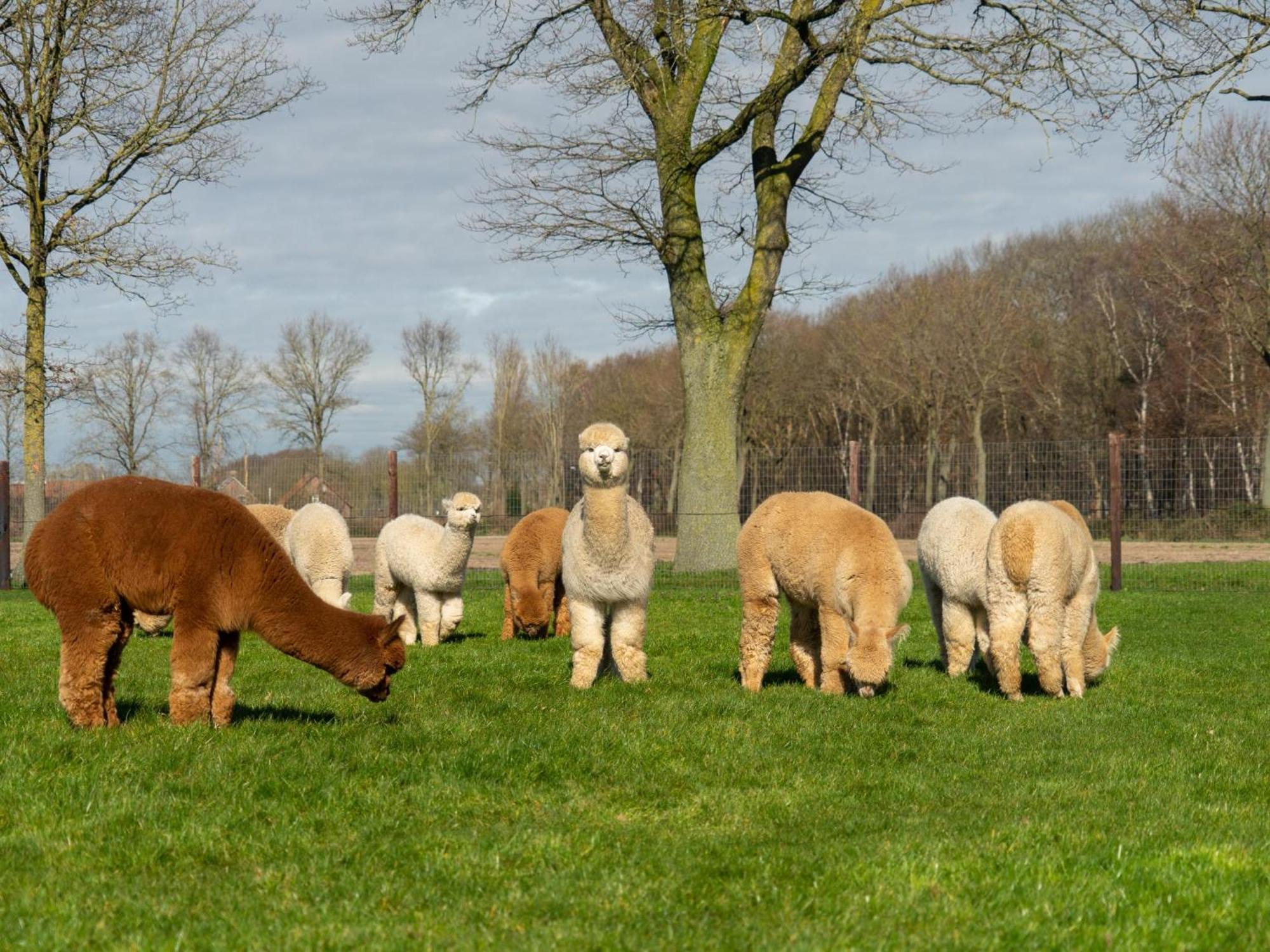 Alpacafarm Vorstenbosch Εξωτερικό φωτογραφία